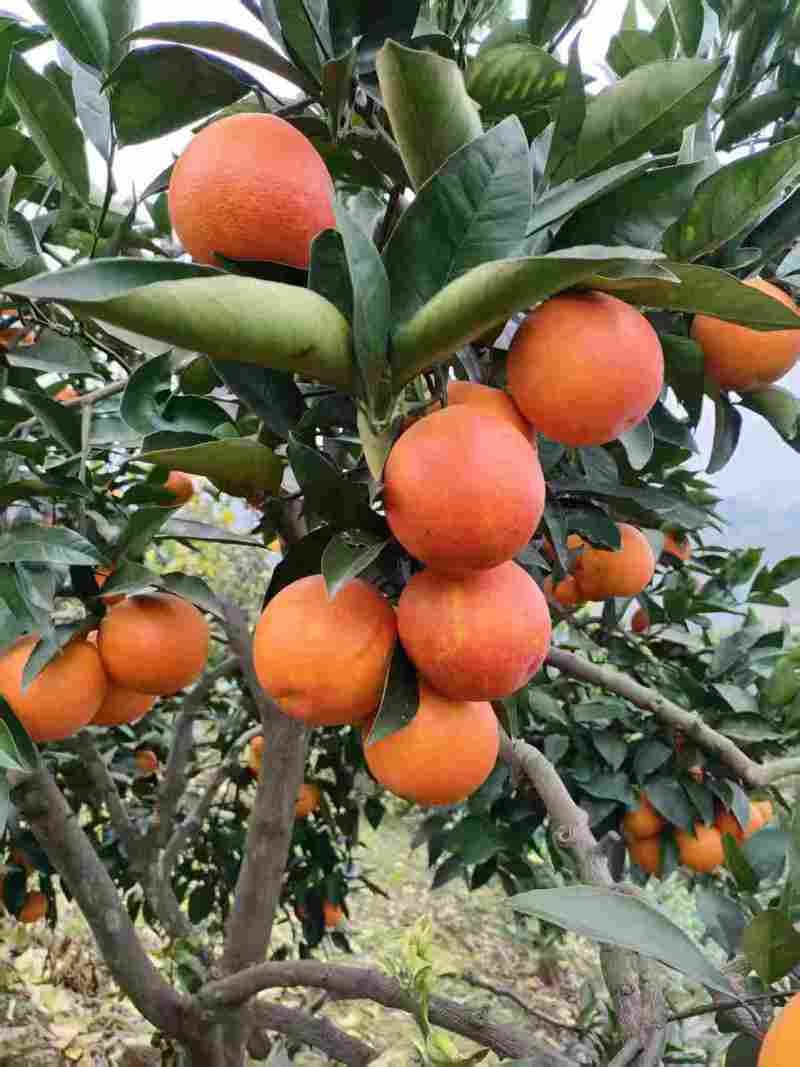 万州【橙子】血橙橙子基地65起步！果面光！诚信经营