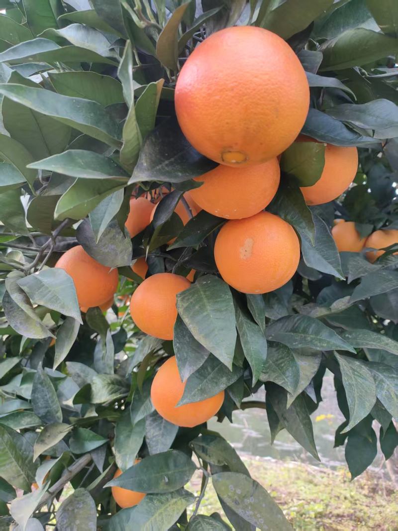 万州【橙子】血橙橙子基地65起步！果面光！诚信经营