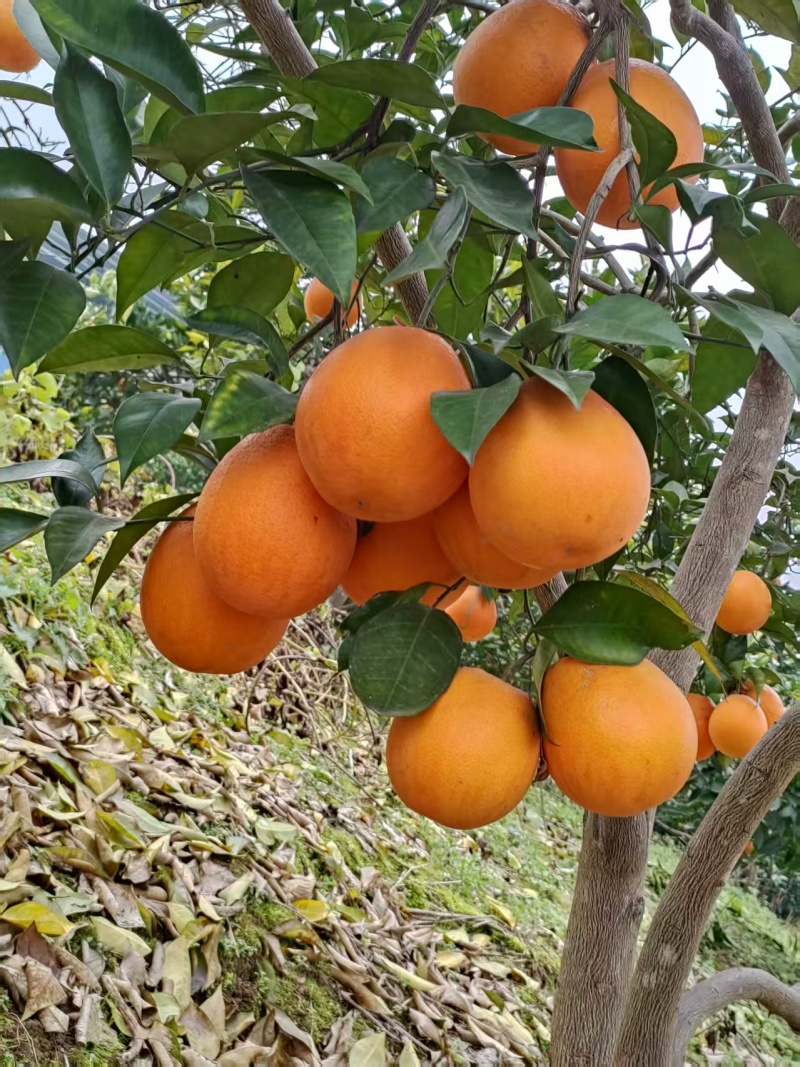 万州【橙子】血橙橙子基地65起步！果面光！诚信经营