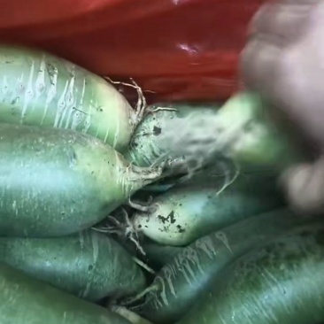 天星