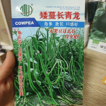 矮蔓长青龙长豇豆种子豆角种子