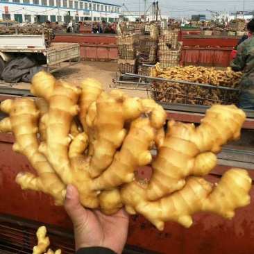 山东优质大黄姜，红芽鲜姜，山东生姜万亩生姜批发基地