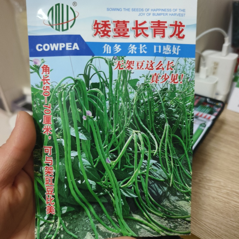 矮蔓长青龙长豇豆种子豆角种子