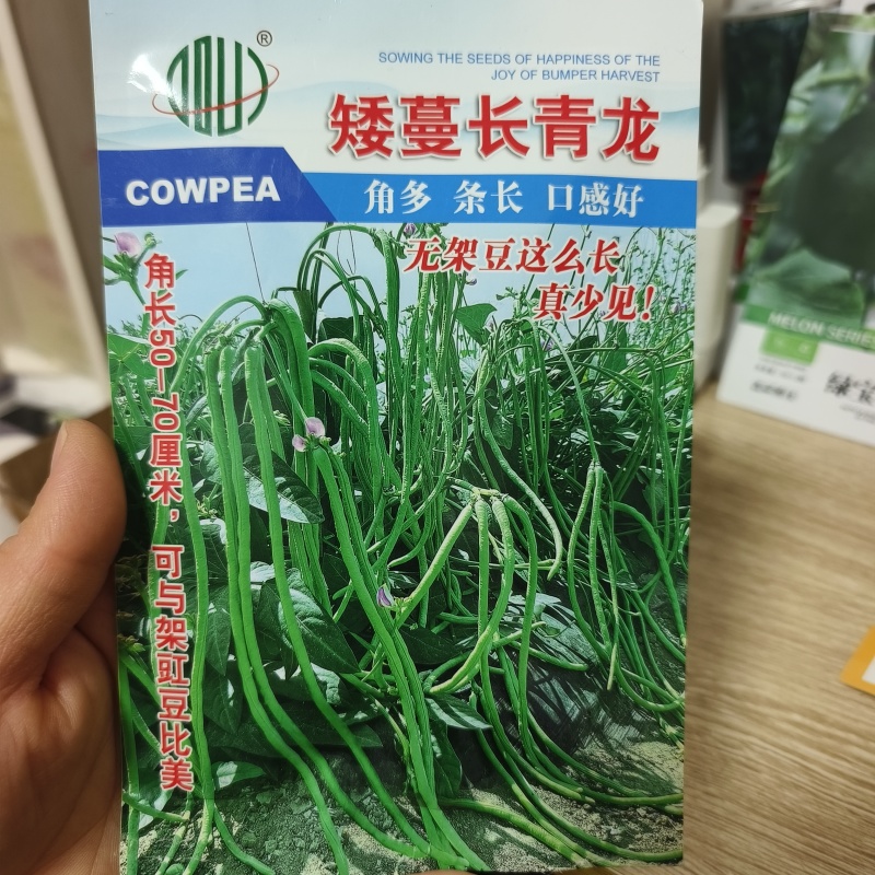 矮蔓长青龙长豇豆种子豆角种子