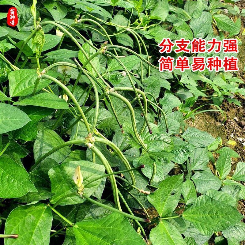 矮蔓长青龙长豇豆种子豆角种子