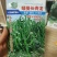 矮蔓长青龙长豇豆种子豆角种子