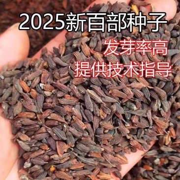 包邮）2025百部中药材种子百部种籽红花紫花对叶百部种仔