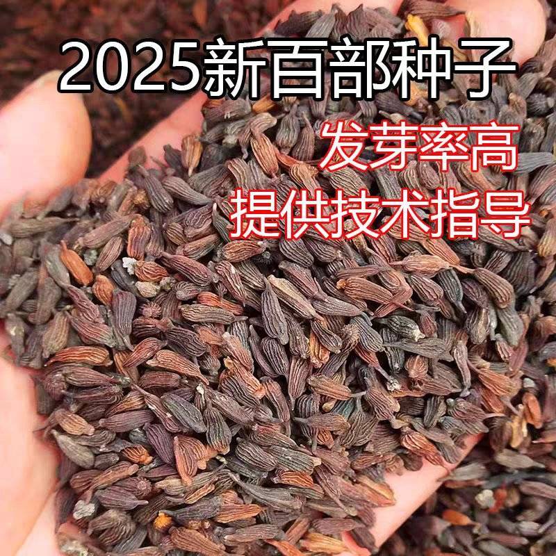 包邮）2025百部中药材种子百部种籽红花紫花对叶百部种仔