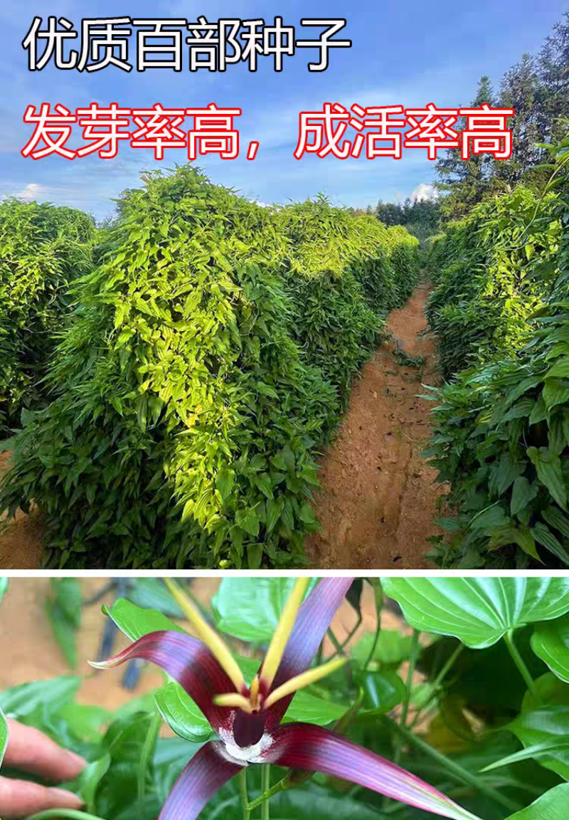 包邮）2025百部中药材种子百部种籽红花紫花对叶百部种仔