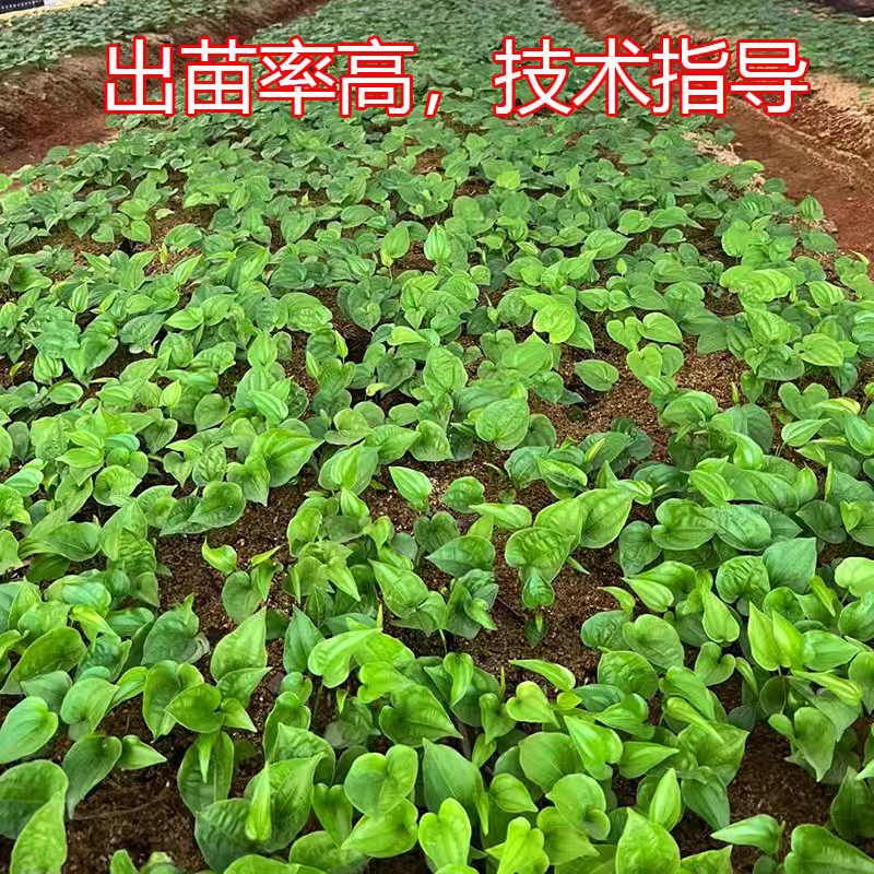 包邮）2025百部中药材种子百部种籽红花紫花对叶百部种仔