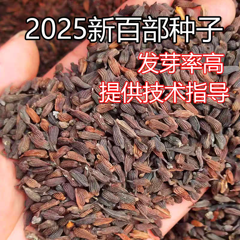包邮）2025百部中药材种子百部种籽红花紫花对叶百部种仔