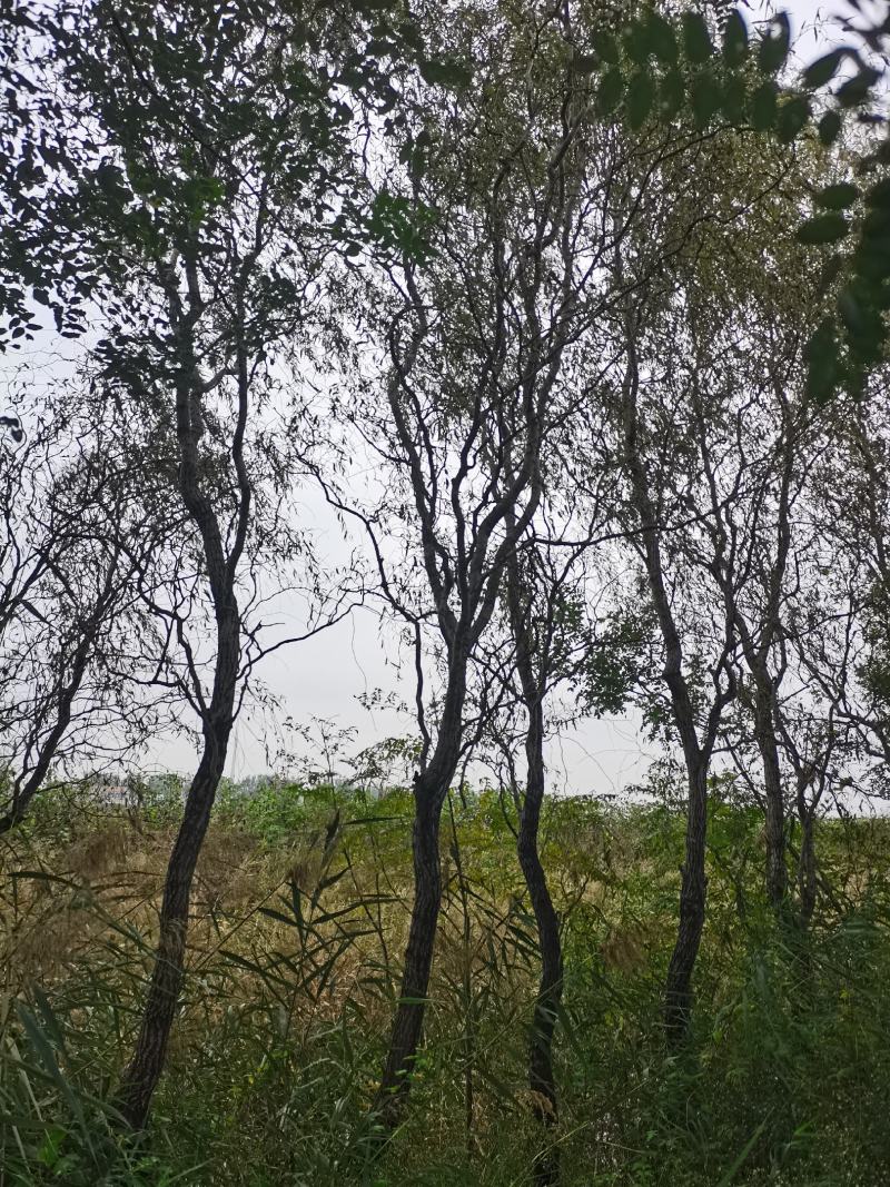 龙柳