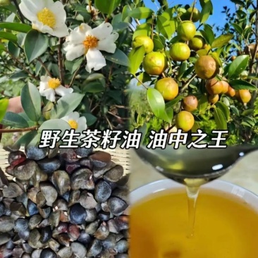 山茶油