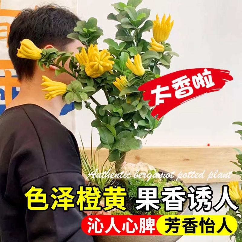 佛手树盆栽金华佛手树扶手佛手瓜千手观音佛手柑