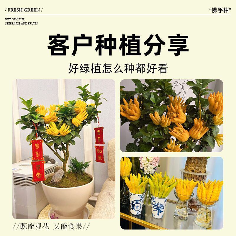 佛手树盆栽金华佛手树扶手佛手瓜千手观音佛手柑