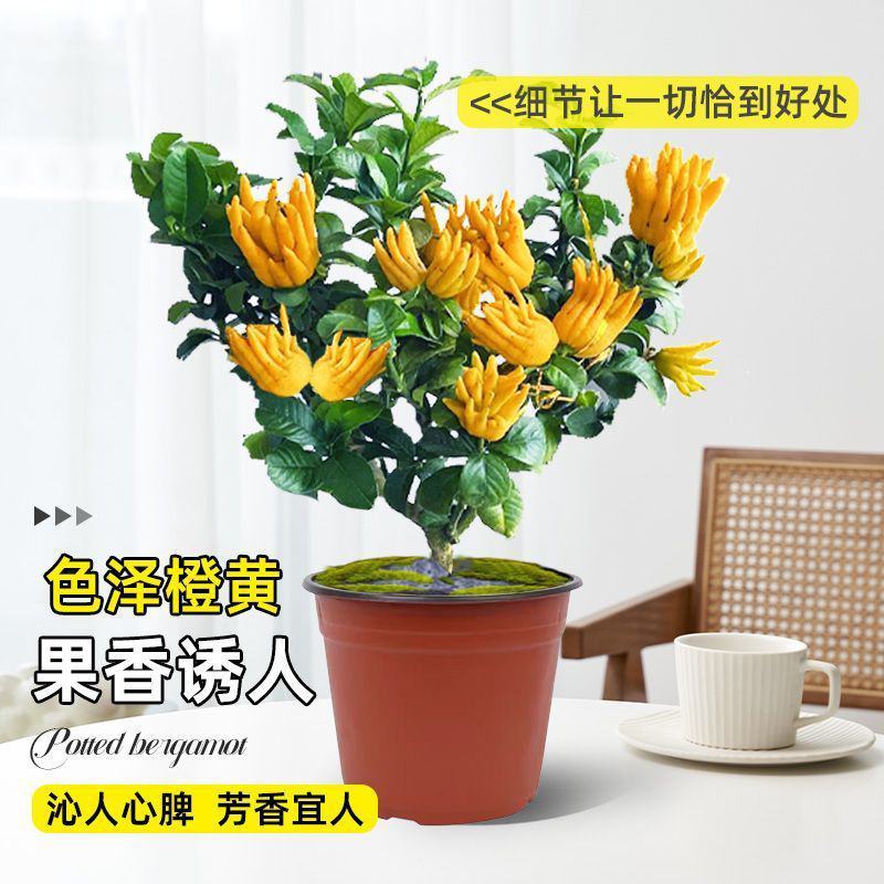 佛手树盆栽金华佛手树扶手佛手瓜千手观音佛手柑