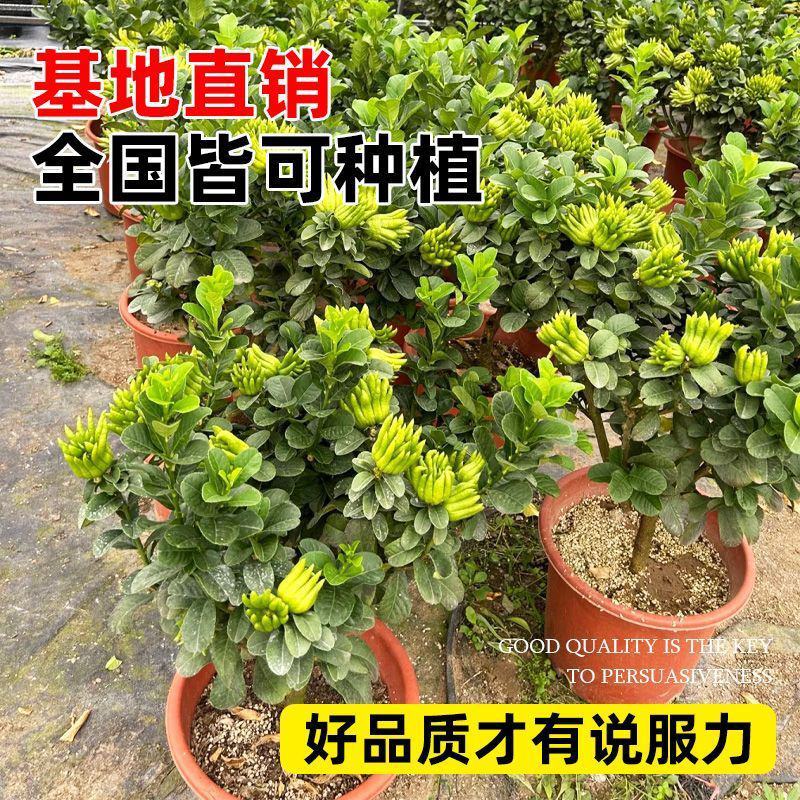 佛手树盆栽金华佛手树扶手佛手瓜千手观音佛手柑