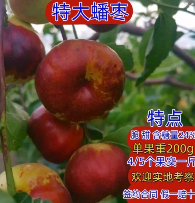 蟠枣树苗：龙须枣苗，冰糖枣苗，酸枣苗，2，3公分冬枣树苗