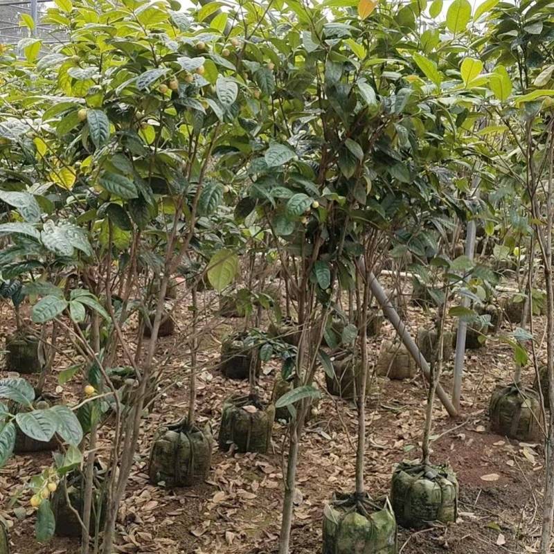金花茶树苗征地苗。