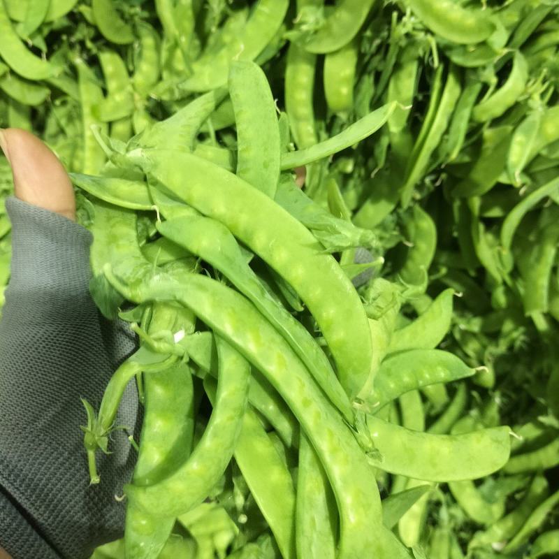 广西南宁荷兰豆～基地～农户货大量上市欢迎各位大佬看过来