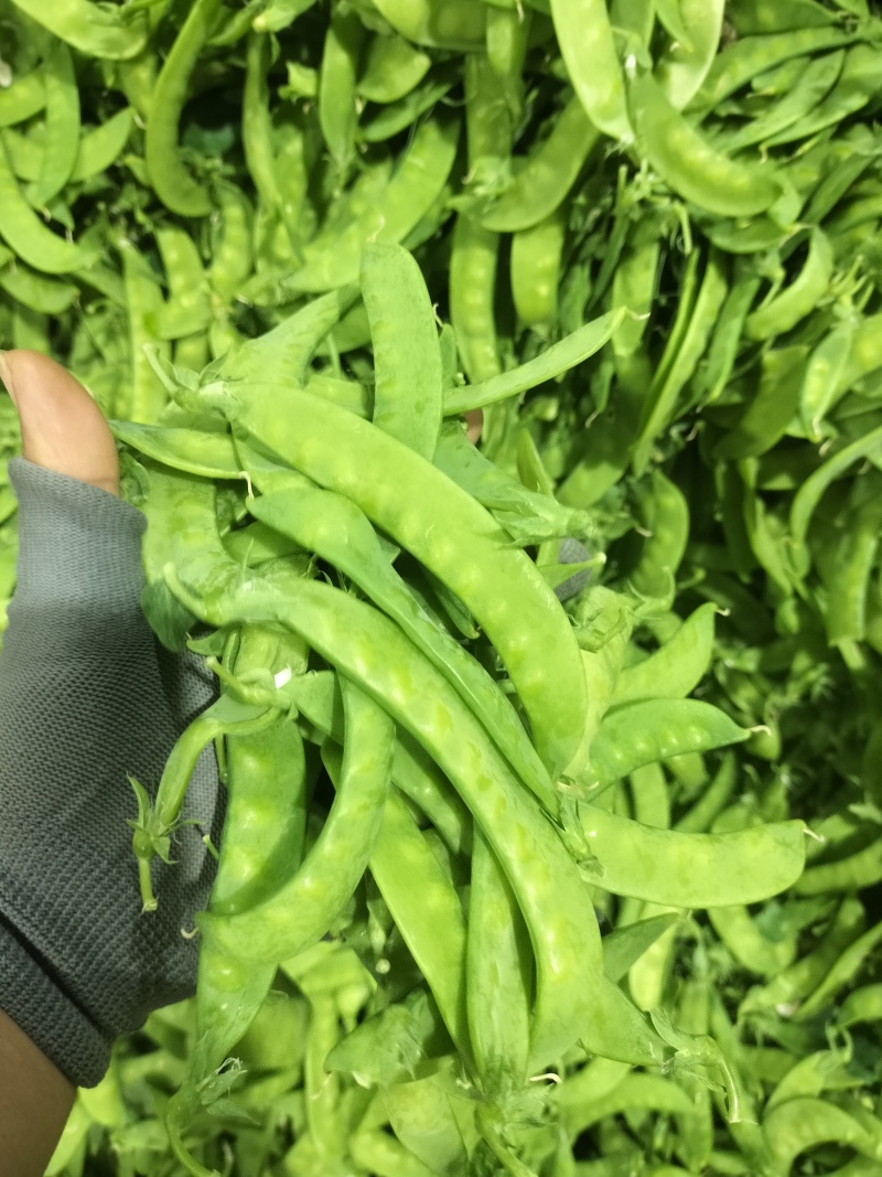 广西南宁荷兰豆～基地～农户货大量上市欢迎各位大佬看过来
