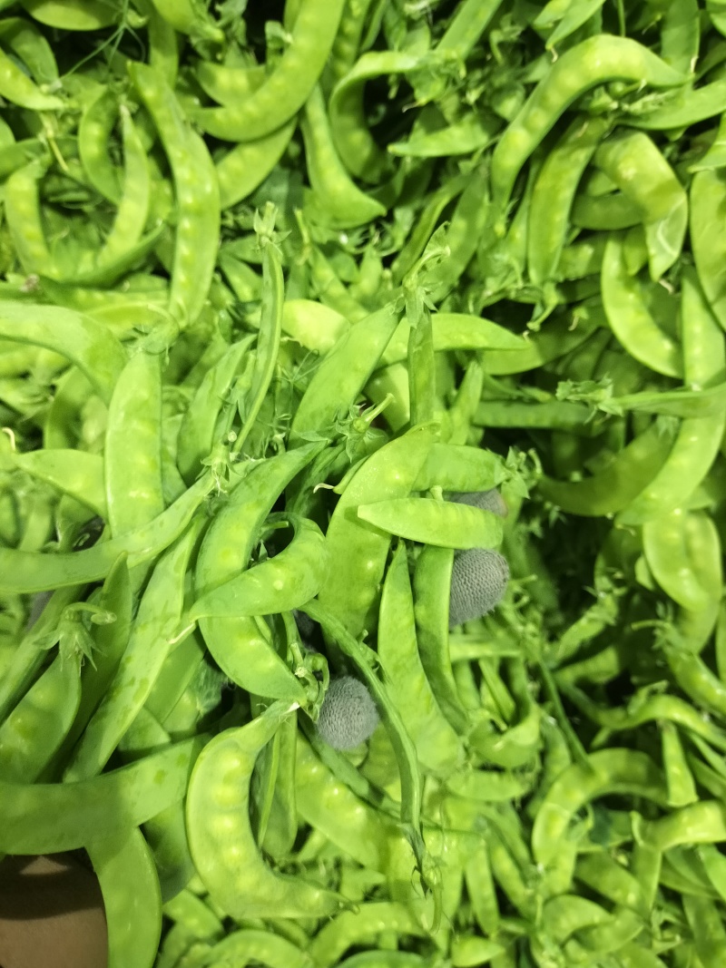 广西南宁荷兰豆～基地～农户货大量上市欢迎各位大佬看过来