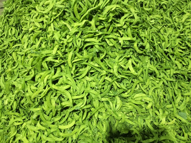 广西南宁荷兰豆～基地～农户货大量上市欢迎各位大佬看过来