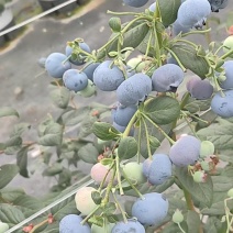 L11蓝莓