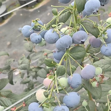 L11蓝莓