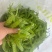 广西南宁横县大量大量荷兰豆上市～欢迎各位老板采购