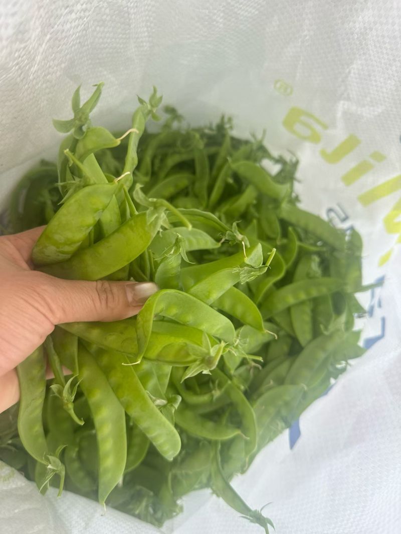 广西南宁横县大量大量荷兰豆上市～欢迎各位老板采购