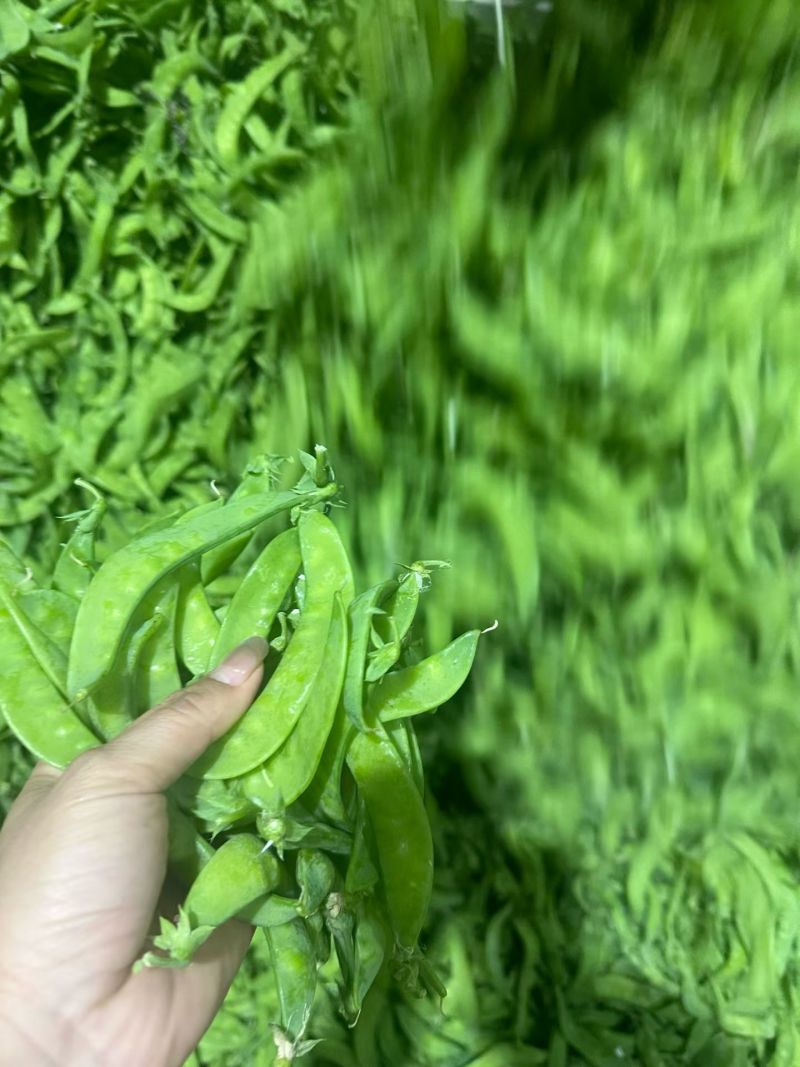 广西南宁横县大量大量荷兰豆上市～欢迎各位老板采购