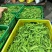 广西南宁横县大量大量荷兰豆上市～欢迎各位老板采购