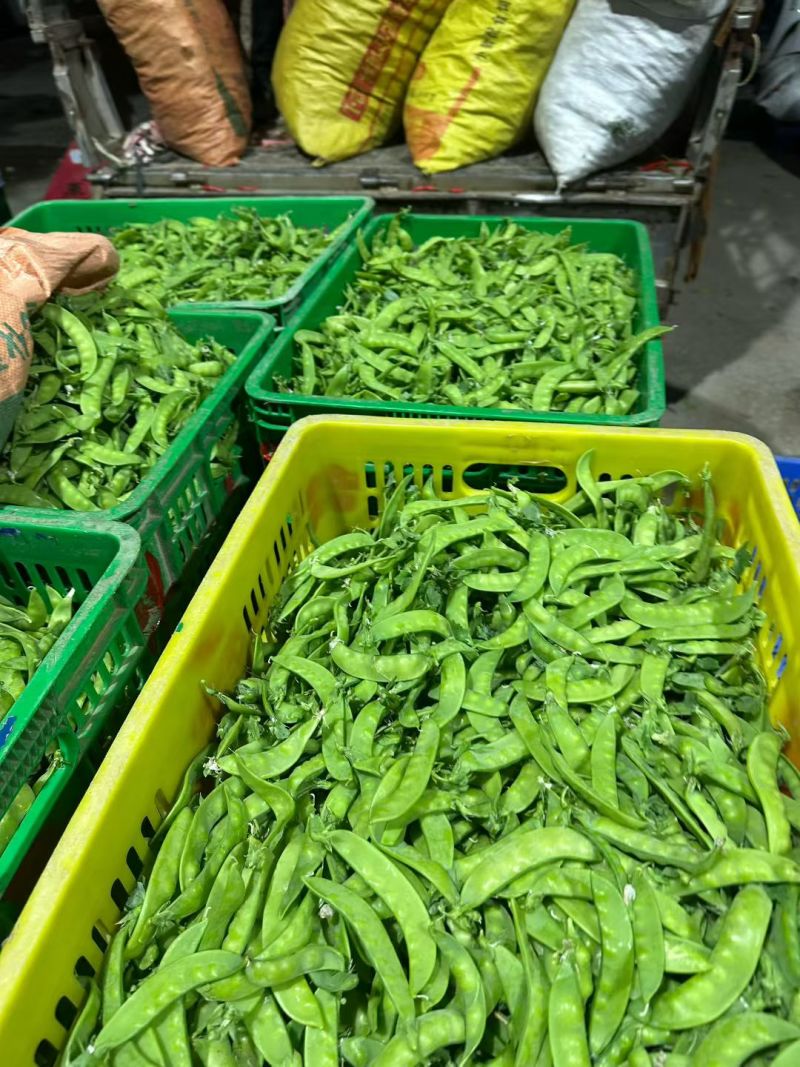 广西南宁横县大量大量荷兰豆上市～欢迎各位老板采购