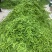 广西南宁横县大量大量荷兰豆上市～欢迎各位老板采购