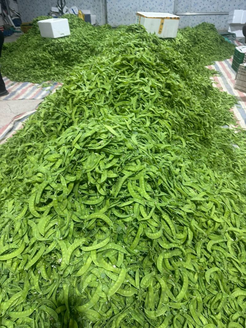 广西南宁横县大量大量荷兰豆上市～欢迎各位老板采购