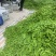 广西南宁横县大量大量荷兰豆上市～欢迎各位老板采购