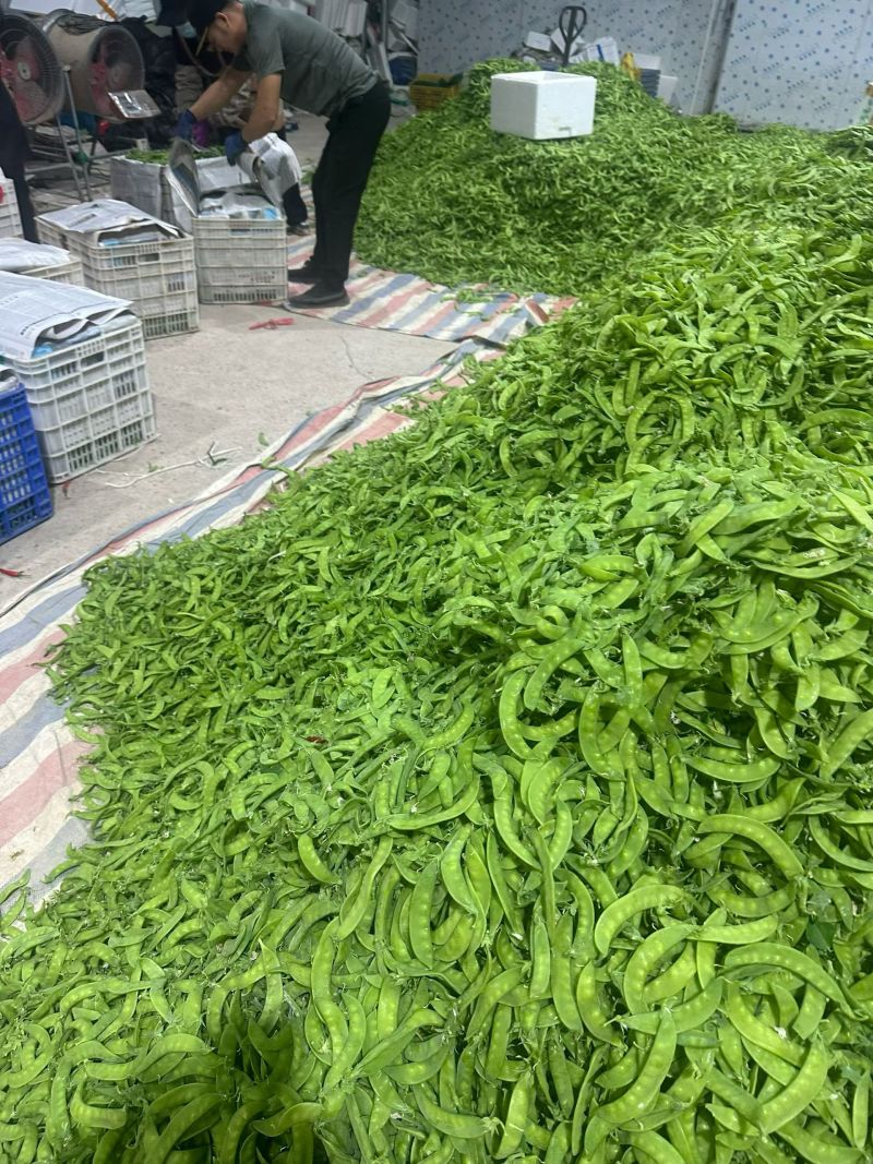 广西南宁横县大量大量荷兰豆上市～欢迎各位老板采购