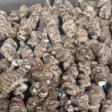 重楼中药材重楼个500g七叶一枝花蚤休七叶莲