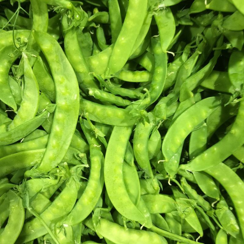 广西南宁荷兰豆大量基地现货～现货欢迎各位大佬采购