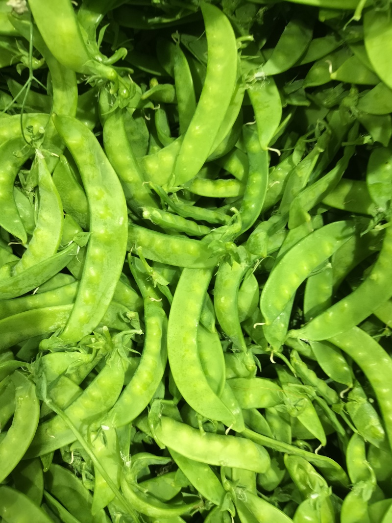 广西南宁荷兰豆大量基地现货～现货欢迎各位大佬采购