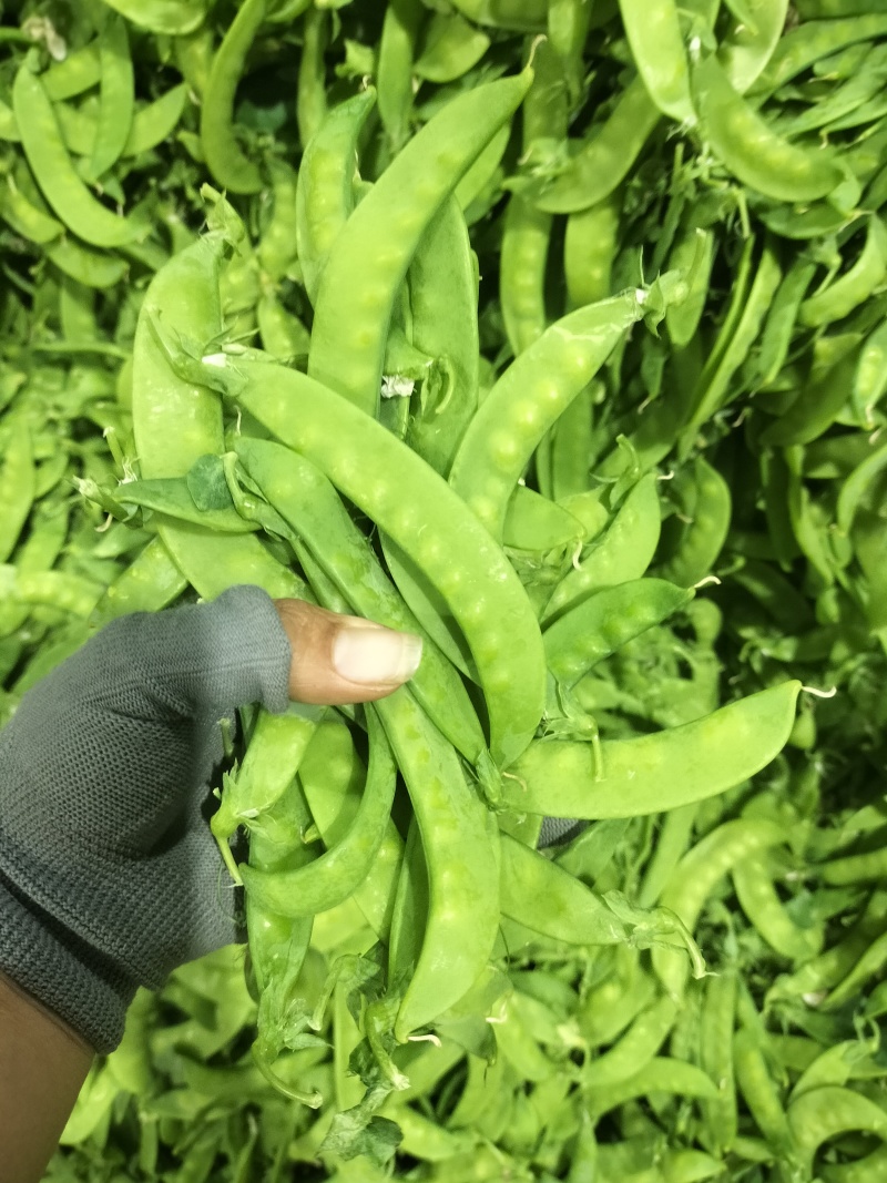 广西南宁荷兰豆大量基地现货～现货欢迎各位大佬采购