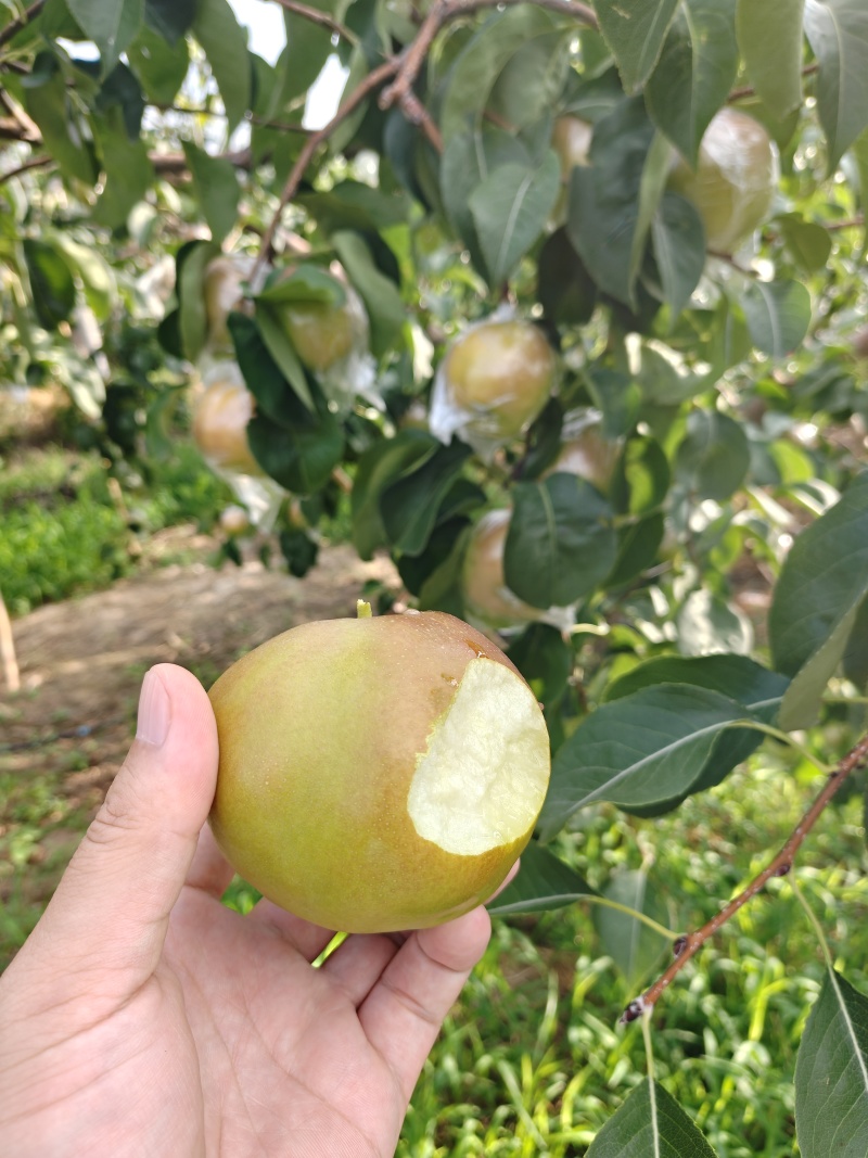 【热卖推荐】芮城玉露香梨产地直发品质保障量大从优可视频