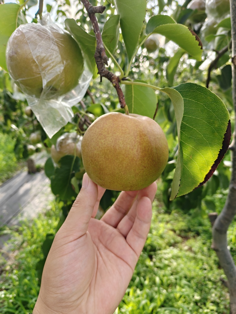 【热卖推荐】芮城玉露香梨产地直发品质保障量大从优可视频