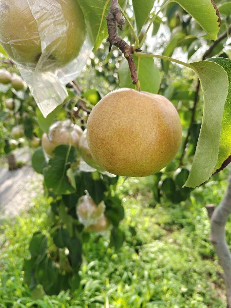 【热卖推荐】芮城玉露香梨产地直发品质保障量大从优可视频