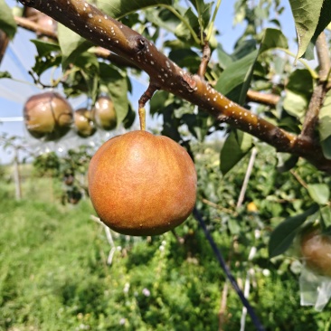 【热卖推荐】芮城玉露香梨产地直发品质保障量大从优可视频