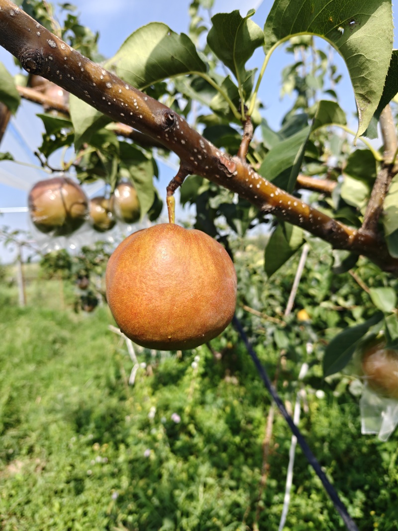 【热卖推荐】芮城玉露香梨产地直发品质保障量大从优可视频