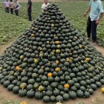 专业贝贝南瓜，产地实力代办，永不断货，代发全国，长期合作