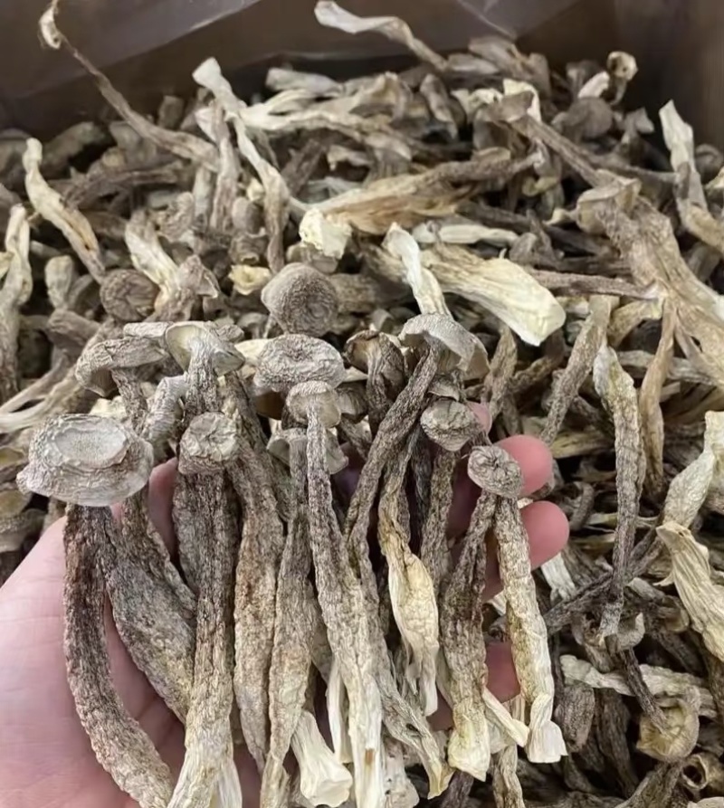 高山鹿茸菇***********