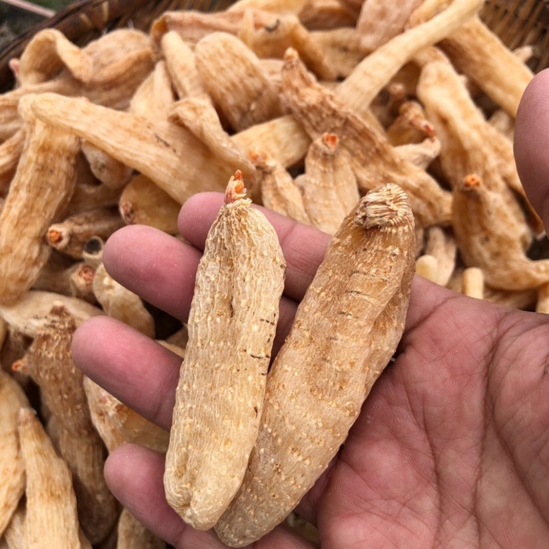 天麻个子，天麻批发，湖北天麻乌红天麻